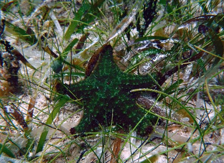 Juvenile Cushion Sea Star